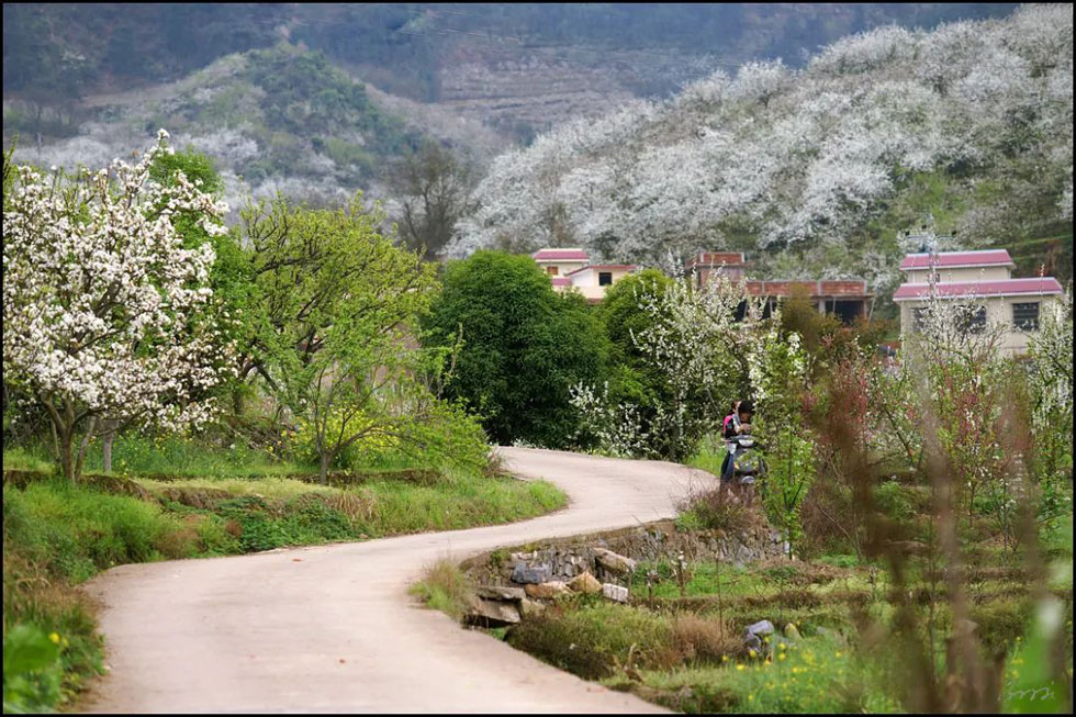 【春天,广西桂林灌阳县向您发出邀请!】我们在灌阳看梨花 - 游山玩水 - 深圳生活社区 - 深圳28生活网 sz.28life.com