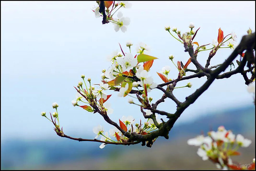 【春天,广西桂林灌阳县向您发出邀请!】我们在灌阳看梨花 - 游山玩水 - 深圳生活社区 - 深圳28生活网 sz.28life.com