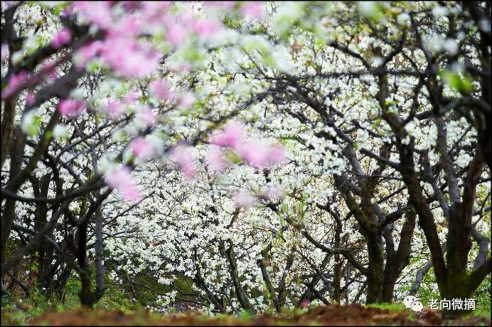 【春天,广西桂林灌阳县向您发出邀请!】我们在灌阳看梨花 - 游山玩水 - 深圳生活社区 - 深圳28生活网 sz.28life.com