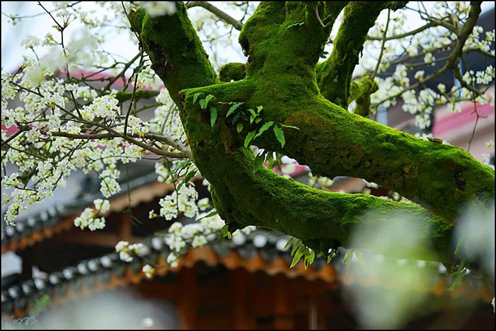 【春天,广西桂林灌阳县向您发出邀请!】我们在灌阳看梨花 - 游山玩水 - 深圳生活社区 - 深圳28生活网 sz.28life.com