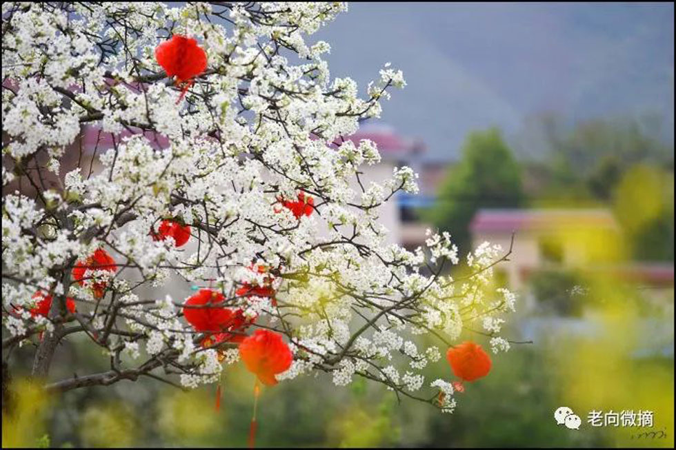 【春天,广西桂林灌阳县向您发出邀请!】我们在灌阳看梨花 - 游山玩水 - 深圳生活社区 - 深圳28生活网 sz.28life.com
