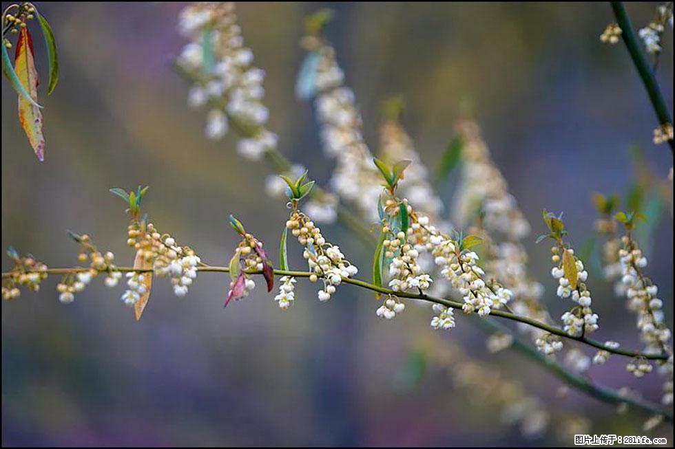【春天,广西桂林灌阳县向您发出邀请!】米珠山前有片山苍子花在飘香 - 游山玩水 - 深圳生活社区 - 深圳28生活网 sz.28life.com