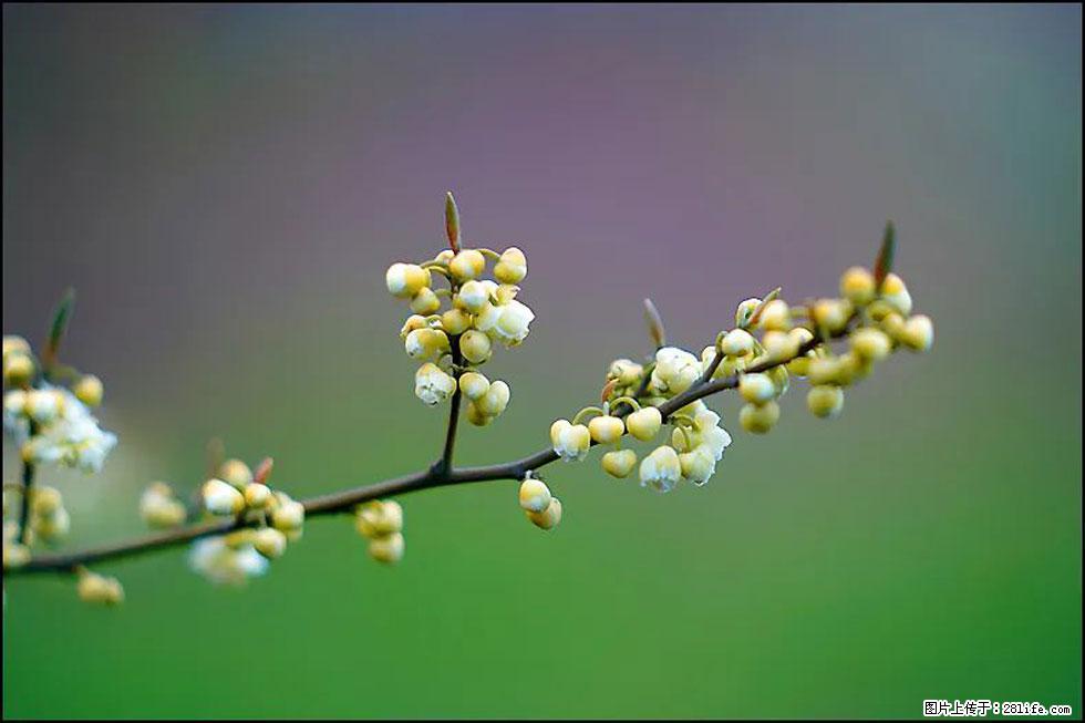 【春天,广西桂林灌阳县向您发出邀请!】米珠山前有片山苍子花在飘香 - 游山玩水 - 深圳生活社区 - 深圳28生活网 sz.28life.com