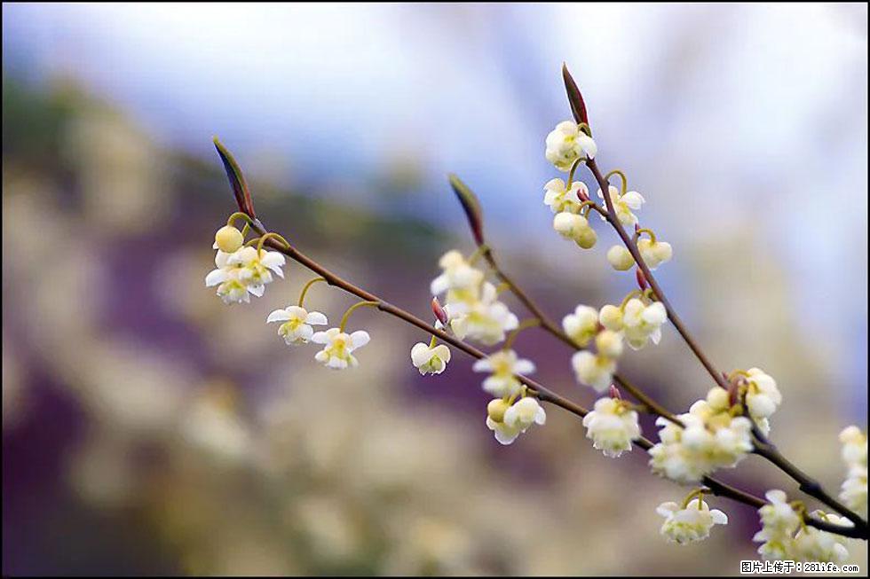 【春天,广西桂林灌阳县向您发出邀请!】米珠山前有片山苍子花在飘香 - 游山玩水 - 深圳生活社区 - 深圳28生活网 sz.28life.com