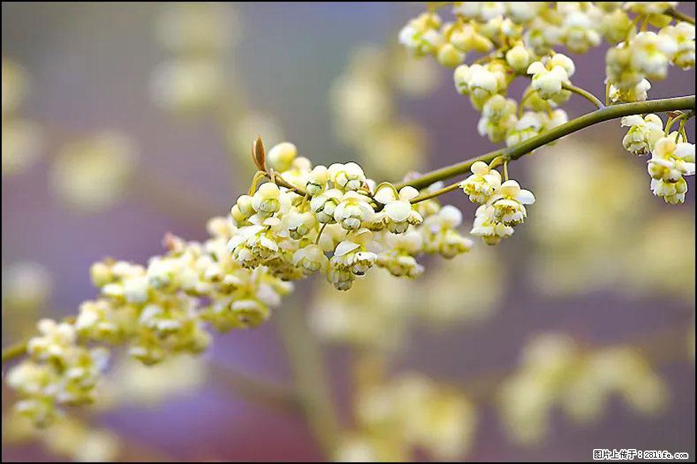 【春天,广西桂林灌阳县向您发出邀请!】米珠山前有片山苍子花在飘香 - 游山玩水 - 深圳生活社区 - 深圳28生活网 sz.28life.com
