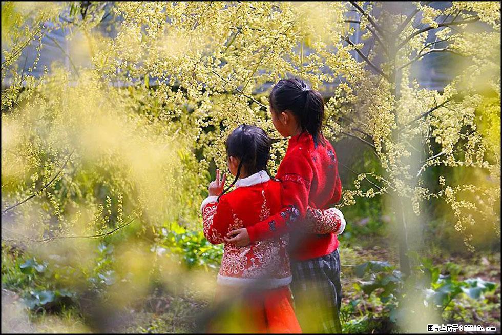 【春天,广西桂林灌阳县向您发出邀请!】米珠山前有片山苍子花在飘香 - 游山玩水 - 深圳生活社区 - 深圳28生活网 sz.28life.com