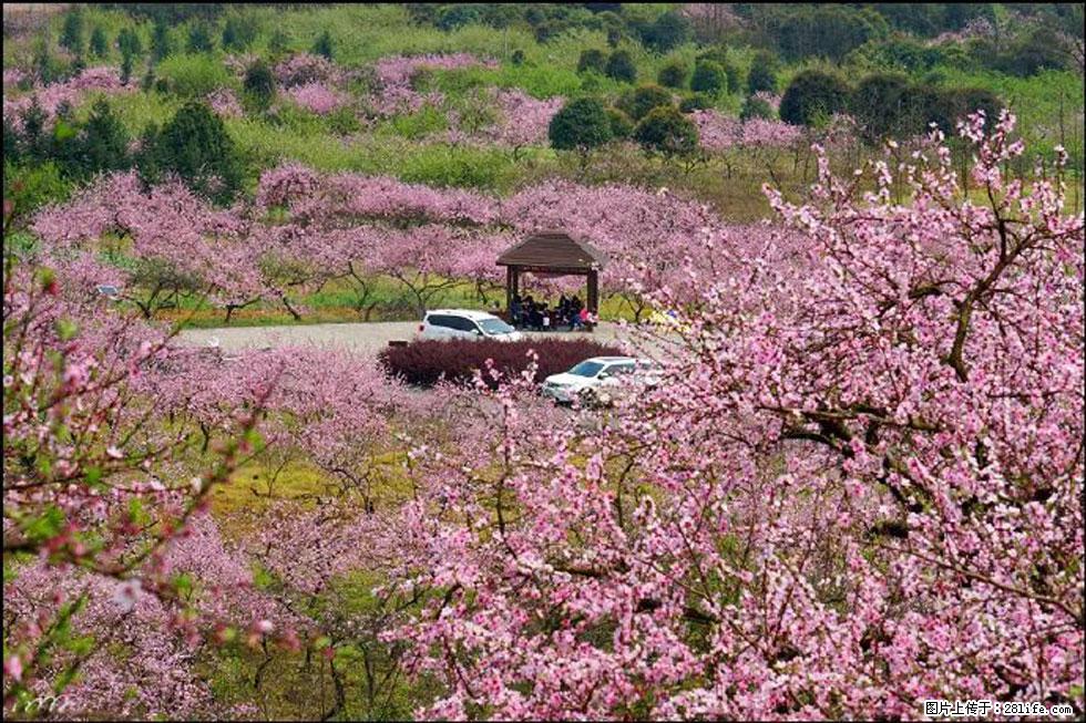 【春天，广西桂林灌阳县向您发出邀请！】官庄村有个醉美的桃花园 - 游山玩水 - 深圳生活社区 - 深圳28生活网 sz.28life.com