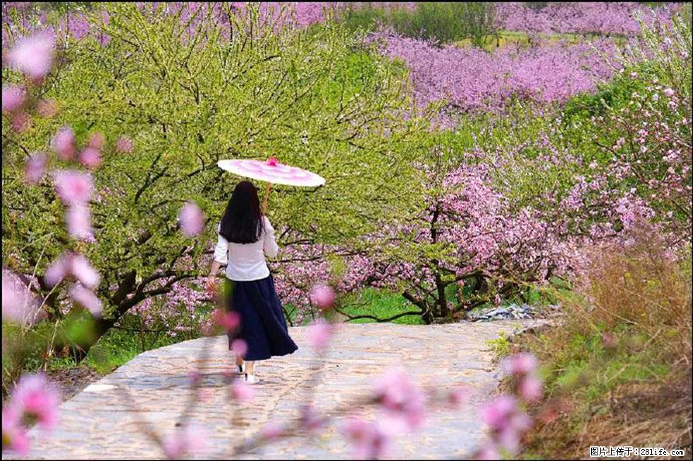 【春天，广西桂林灌阳县向您发出邀请！】官庄村有个醉美的桃花园 - 游山玩水 - 深圳生活社区 - 深圳28生活网 sz.28life.com