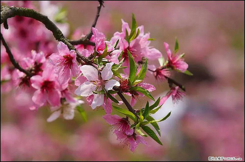 【春天，广西桂林灌阳县向您发出邀请！】官庄村有个醉美的桃花园 - 游山玩水 - 深圳生活社区 - 深圳28生活网 sz.28life.com