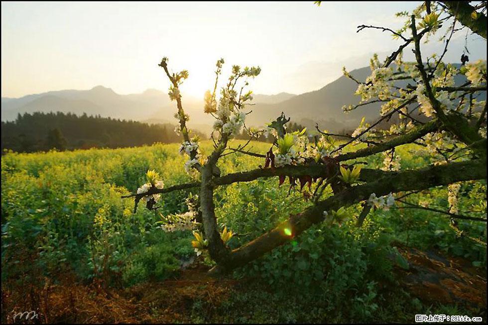 【春天,广西桂林灌阳县向您发出邀请!】长坪村油菜盛情花开 - 游山玩水 - 深圳生活社区 - 深圳28生活网 sz.28life.com