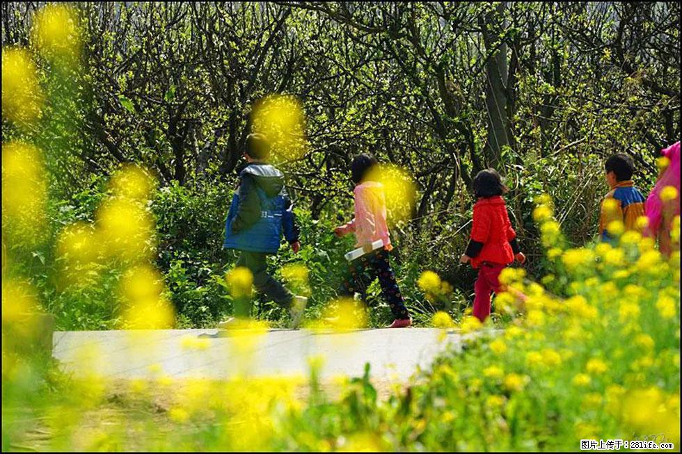 【春天,广西桂林灌阳县向您发出邀请!】长坪村油菜盛情花开 - 游山玩水 - 深圳生活社区 - 深圳28生活网 sz.28life.com