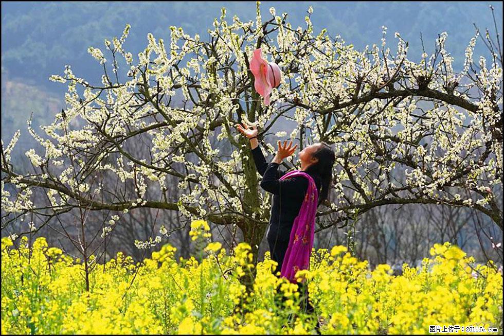 【春天,广西桂林灌阳县向您发出邀请!】长坪村油菜盛情花开 - 游山玩水 - 深圳生活社区 - 深圳28生活网 sz.28life.com