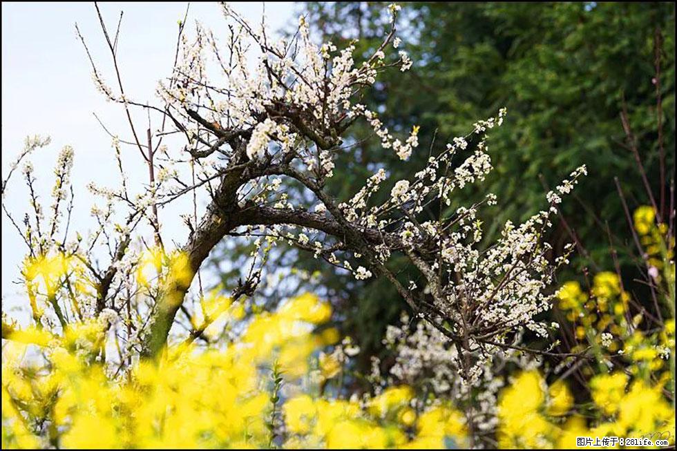 【春天,广西桂林灌阳县向您发出邀请!】长坪村油菜盛情花开 - 游山玩水 - 深圳生活社区 - 深圳28生活网 sz.28life.com