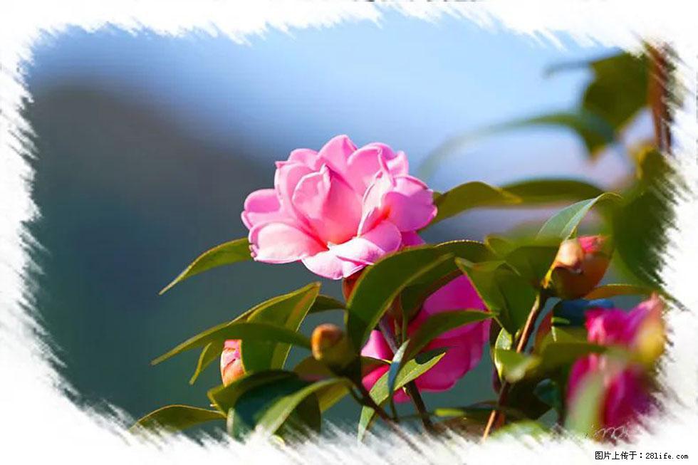 【春天,广西桂林灌阳县向您发出邀请!】杨柳井茶花惹人爱 - 游山玩水 - 深圳生活社区 - 深圳28生活网 sz.28life.com