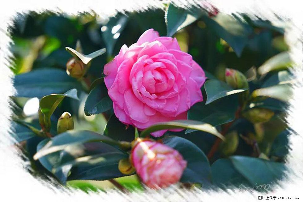 【春天,广西桂林灌阳县向您发出邀请!】杨柳井茶花惹人爱 - 游山玩水 - 深圳生活社区 - 深圳28生活网 sz.28life.com