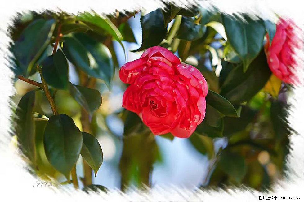 【春天,广西桂林灌阳县向您发出邀请!】杨柳井茶花惹人爱 - 游山玩水 - 深圳生活社区 - 深圳28生活网 sz.28life.com