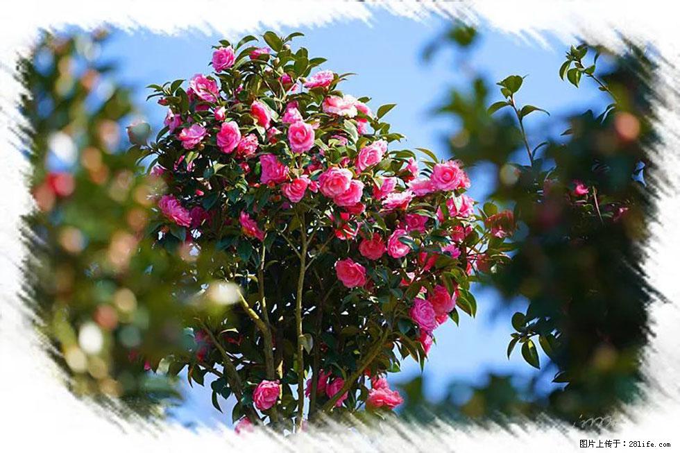 【春天,广西桂林灌阳县向您发出邀请!】杨柳井茶花惹人爱 - 游山玩水 - 深圳生活社区 - 深圳28生活网 sz.28life.com