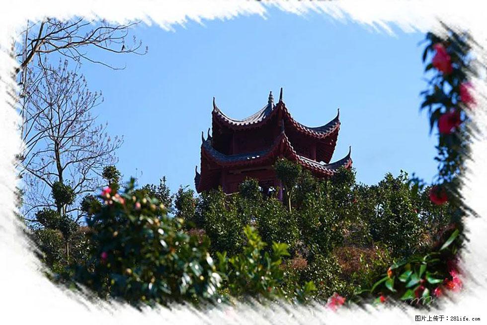 【春天,广西桂林灌阳县向您发出邀请!】杨柳井茶花惹人爱 - 游山玩水 - 深圳生活社区 - 深圳28生活网 sz.28life.com