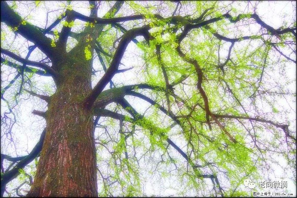 【春天,广西桂林灌阳县向您发出邀请!】在小龙村与春天约会 - 游山玩水 - 深圳生活社区 - 深圳28生活网 sz.28life.com