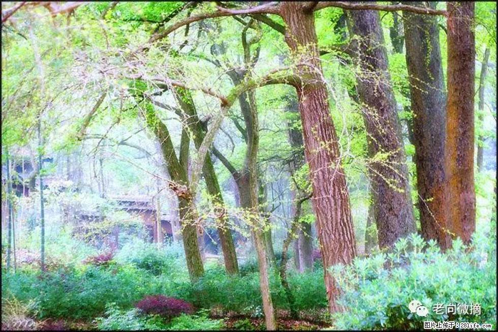 【春天,广西桂林灌阳县向您发出邀请!】在小龙村与春天约会 - 游山玩水 - 深圳生活社区 - 深圳28生活网 sz.28life.com