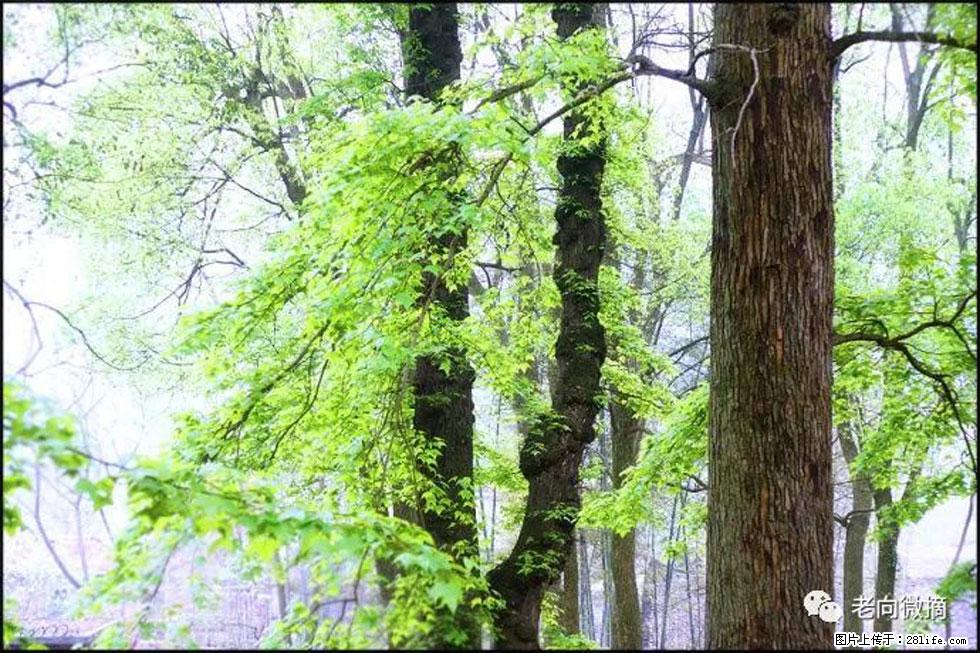 【春天,广西桂林灌阳县向您发出邀请!】在小龙村与春天约会 - 游山玩水 - 深圳生活社区 - 深圳28生活网 sz.28life.com