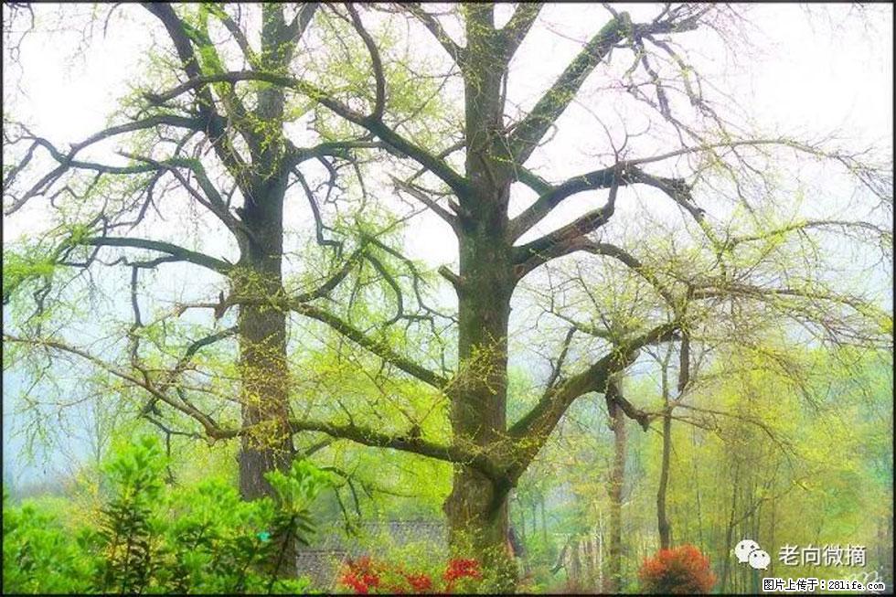 【春天,广西桂林灌阳县向您发出邀请!】在小龙村与春天约会 - 游山玩水 - 深圳生活社区 - 深圳28生活网 sz.28life.com