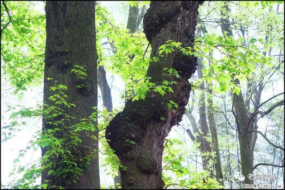 【春天,广西桂林灌阳县向您发出邀请!】在小龙村与春天约会 - 游山玩水 - 深圳生活社区 - 深圳28生活网 sz.28life.com