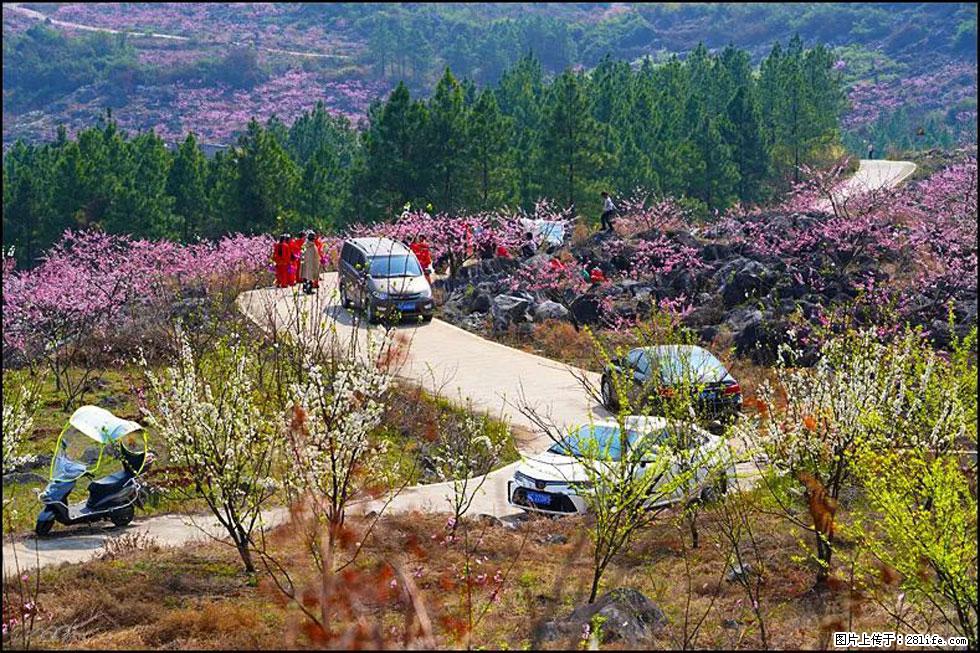 【春天,广西桂林灌阳县向您发出邀请!】望月岭上桃花开 - 游山玩水 - 深圳生活社区 - 深圳28生活网 sz.28life.com