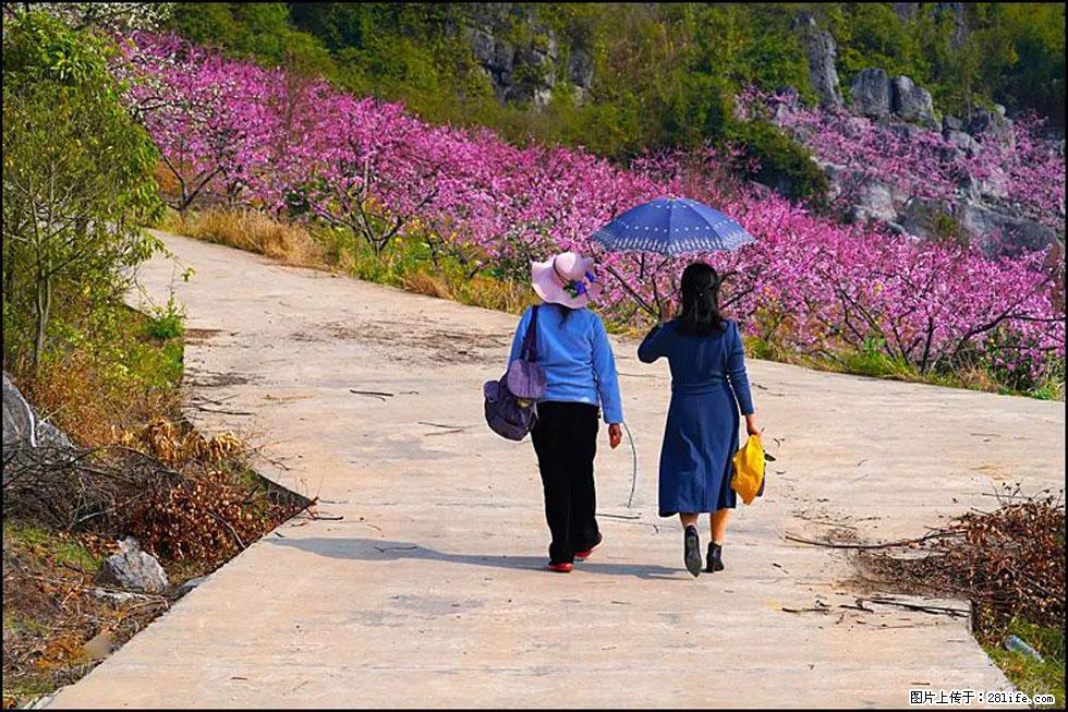 【春天,广西桂林灌阳县向您发出邀请!】望月岭上桃花开 - 游山玩水 - 深圳生活社区 - 深圳28生活网 sz.28life.com