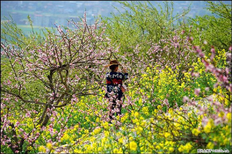 【春天,广西桂林灌阳县向您发出邀请!】望月岭上桃花开 - 游山玩水 - 深圳生活社区 - 深圳28生活网 sz.28life.com