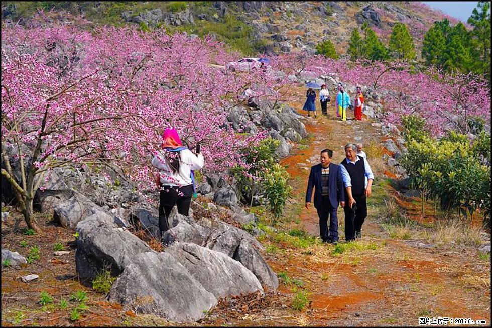 【春天,广西桂林灌阳县向您发出邀请!】望月岭上桃花开 - 游山玩水 - 深圳生活社区 - 深圳28生活网 sz.28life.com