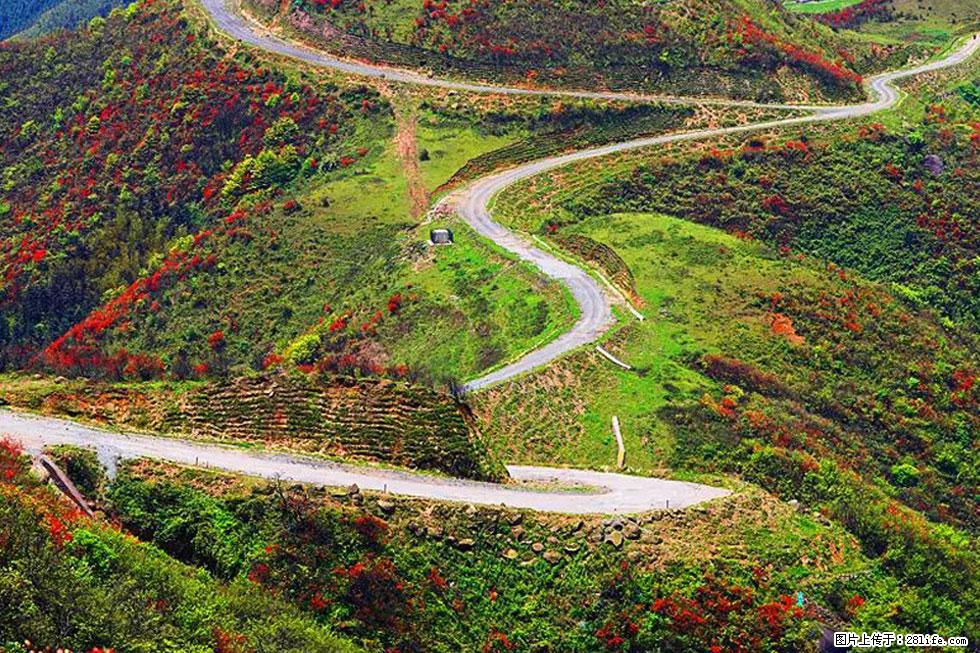 【春天,广西桂林灌阳县向您发出邀请!】春木界上映山红 - 游山玩水 - 深圳生活社区 - 深圳28生活网 sz.28life.com