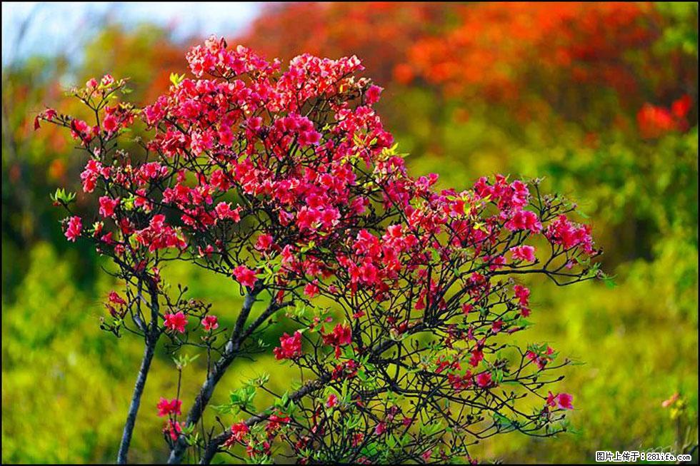 【春天,广西桂林灌阳县向您发出邀请!】春木界上映山红 - 游山玩水 - 深圳生活社区 - 深圳28生活网 sz.28life.com