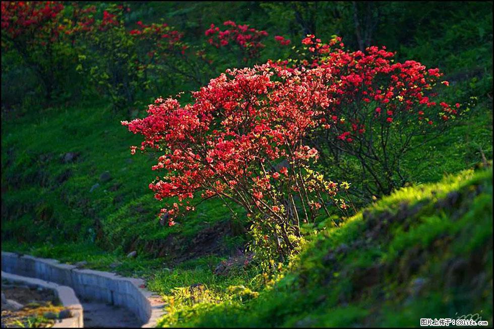 【春天,广西桂林灌阳县向您发出邀请!】春木界上映山红 - 游山玩水 - 深圳生活社区 - 深圳28生活网 sz.28life.com