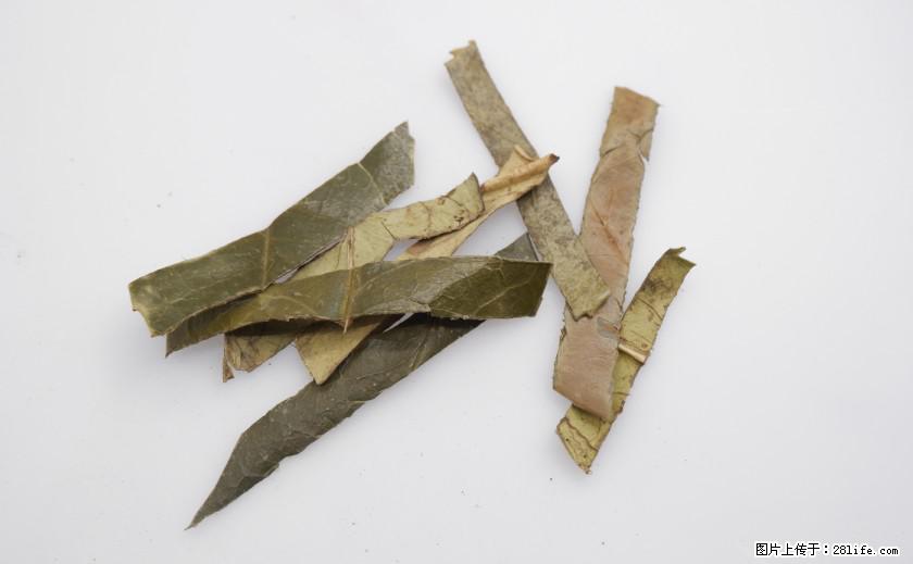 苦丁茶有哪些功效和作用 - 生活百科 - 深圳生活社区 - 深圳28生活网 sz.28life.com