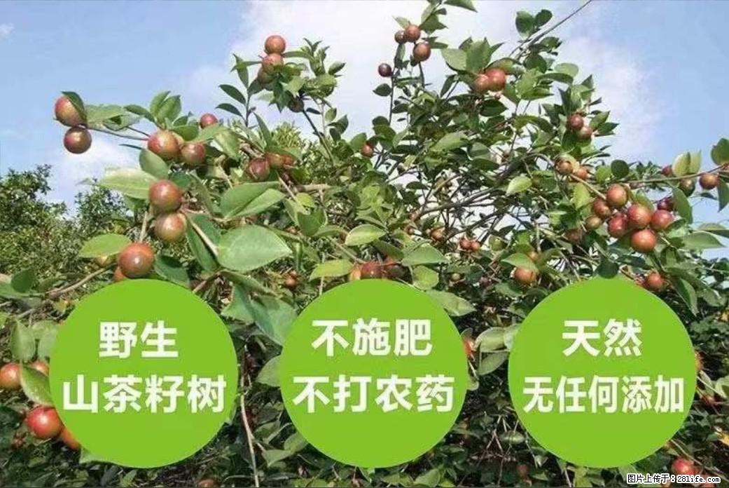 【灌阳县油茶产业示范区】一个有着充实的精神生活的人，对待身外之物自会有一种淡泊的态度 - 土特产 - 饮食特产 - 深圳分类信息 - 深圳28生活网 sz.28life.com