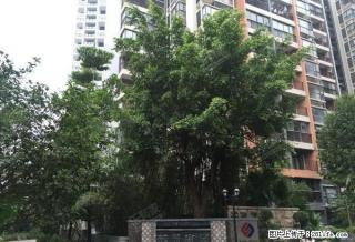 民治上塘地鉄站800米 精装3房带车位出租 降价500 - 深圳28生活网 sz.28life.com