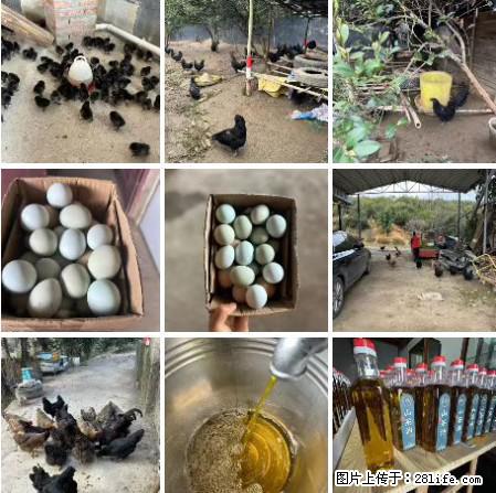 油茶园从小鸡仔开始养起的纯土鸡、土鸡蛋可以预定啦！还有前几天刚榨的纯山茶油哦 - 美食天地 - 深圳生活社区 - 深圳28生活网 sz.28life.com