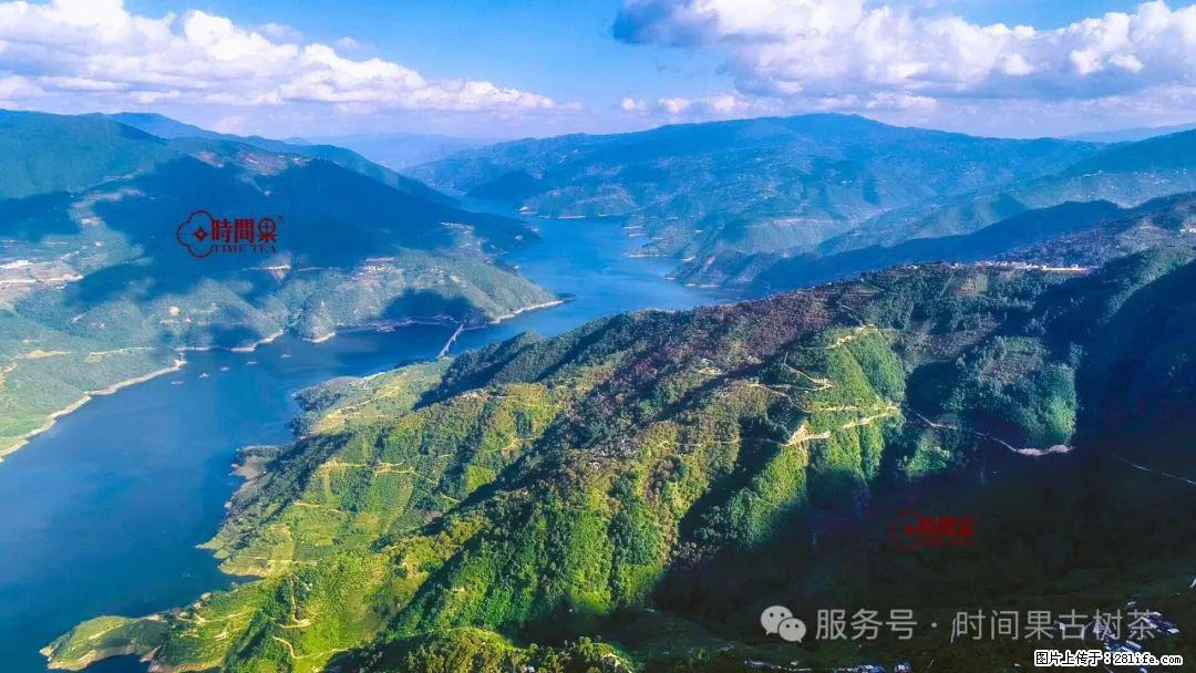 时间果百年古树龙珠普洱生茶 - 购物交流 - 深圳生活社区 - 深圳28生活网 sz.28life.com