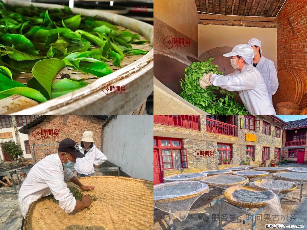 时间果百年古树龙珠普洱生茶 - 购物交流 - 深圳生活社区 - 深圳28生活网 sz.28life.com