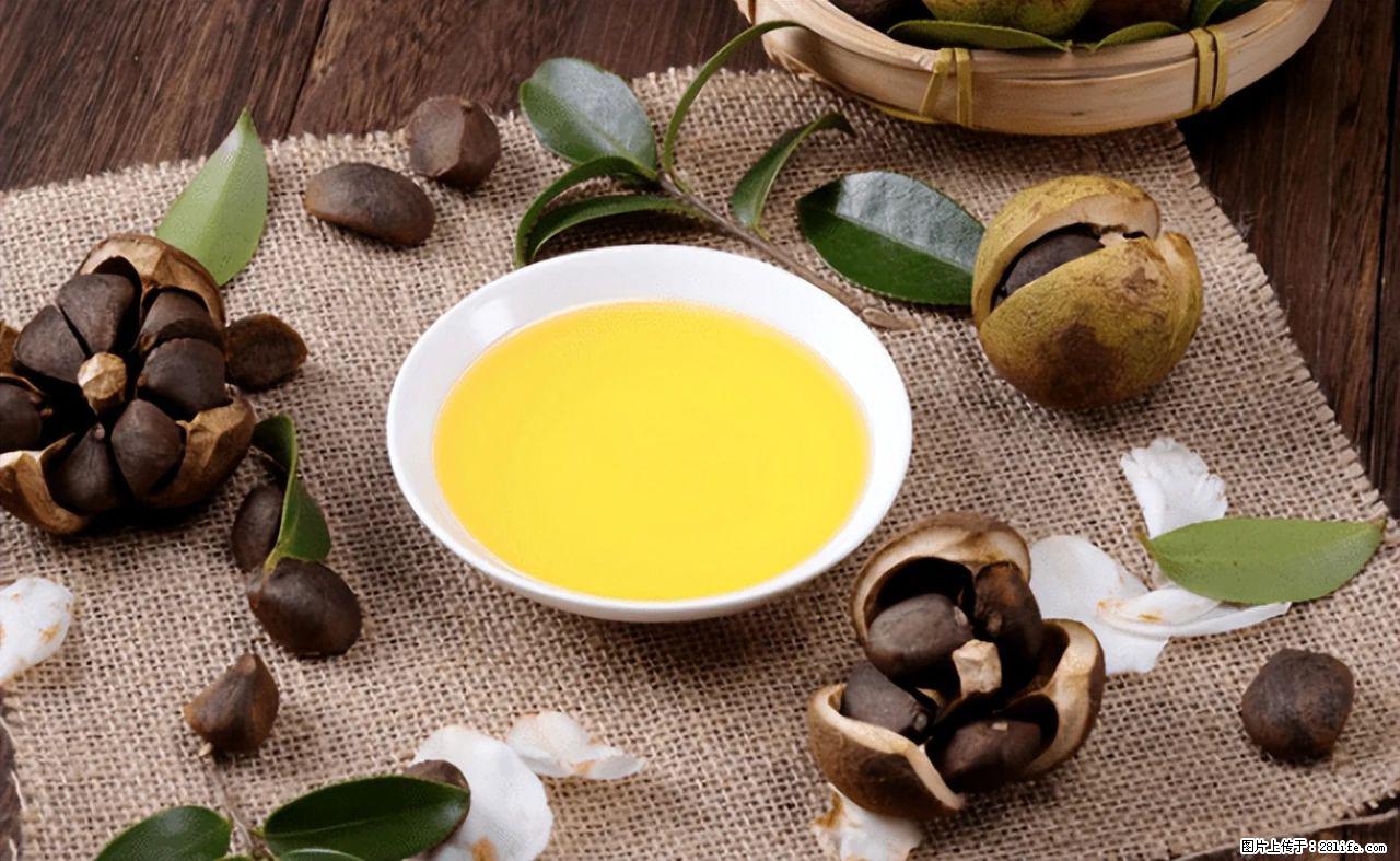 揭秘茶油的5大核心营养成分!被称为人体健康的“守护盾”! - 深圳生活资讯 - 深圳28生活网 sz.28life.com