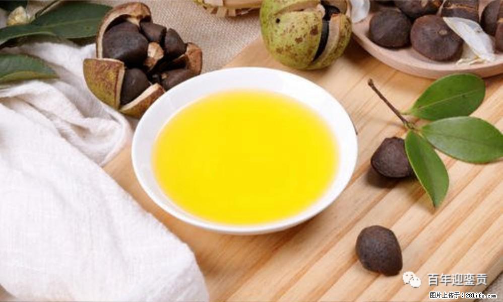 世界没有真相,只有认知,最好的食用油是中国的山茶油! - 深圳生活资讯 - 深圳28生活网 sz.28life.com