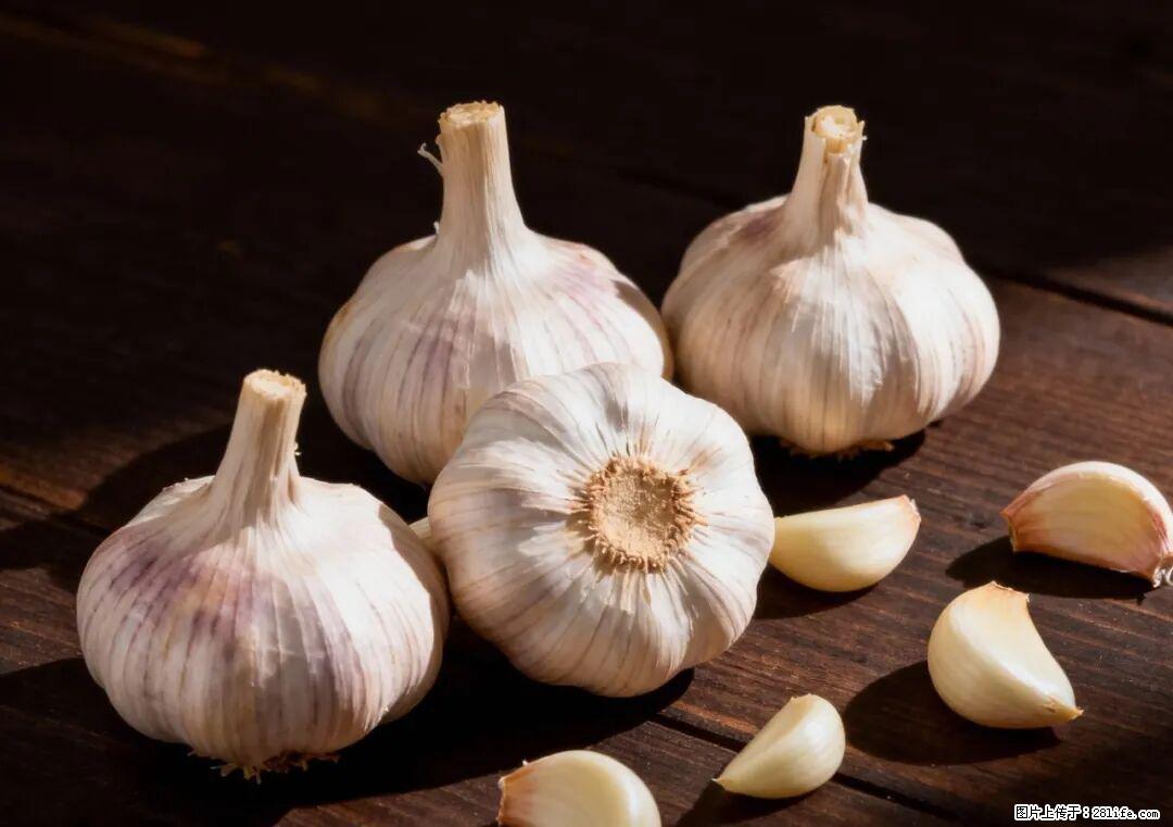 关于大蒜,除了“天然抗生素”,这4个谣言更该警惕! - 深圳生活资讯 - 深圳28生活网 sz.28life.com