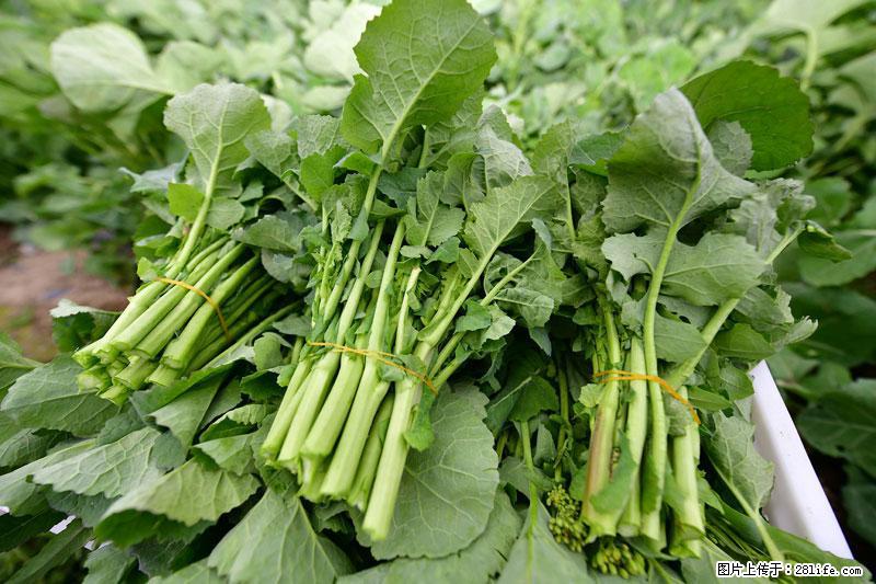 这些蔬菜是“天然钙片”，这6种被医生重点推荐 - 深圳生活资讯 - 深圳28生活网 sz.28life.com